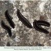 parnassius nordmanni larva4e